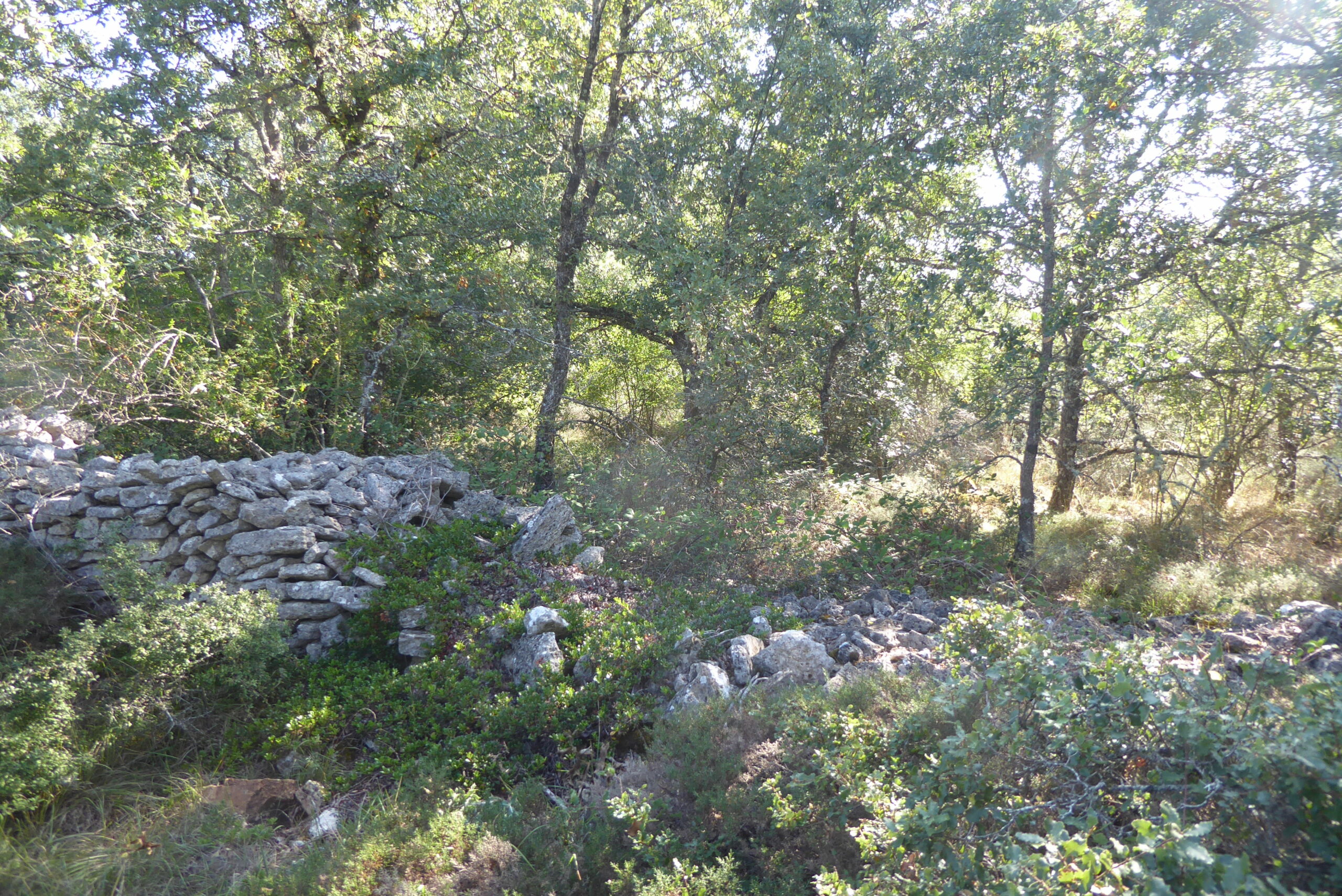 Zona de cultivos abandonados colonizada por un bosque de quejigos (Quercus faginea) en la Lora (Covanera, Burgos)