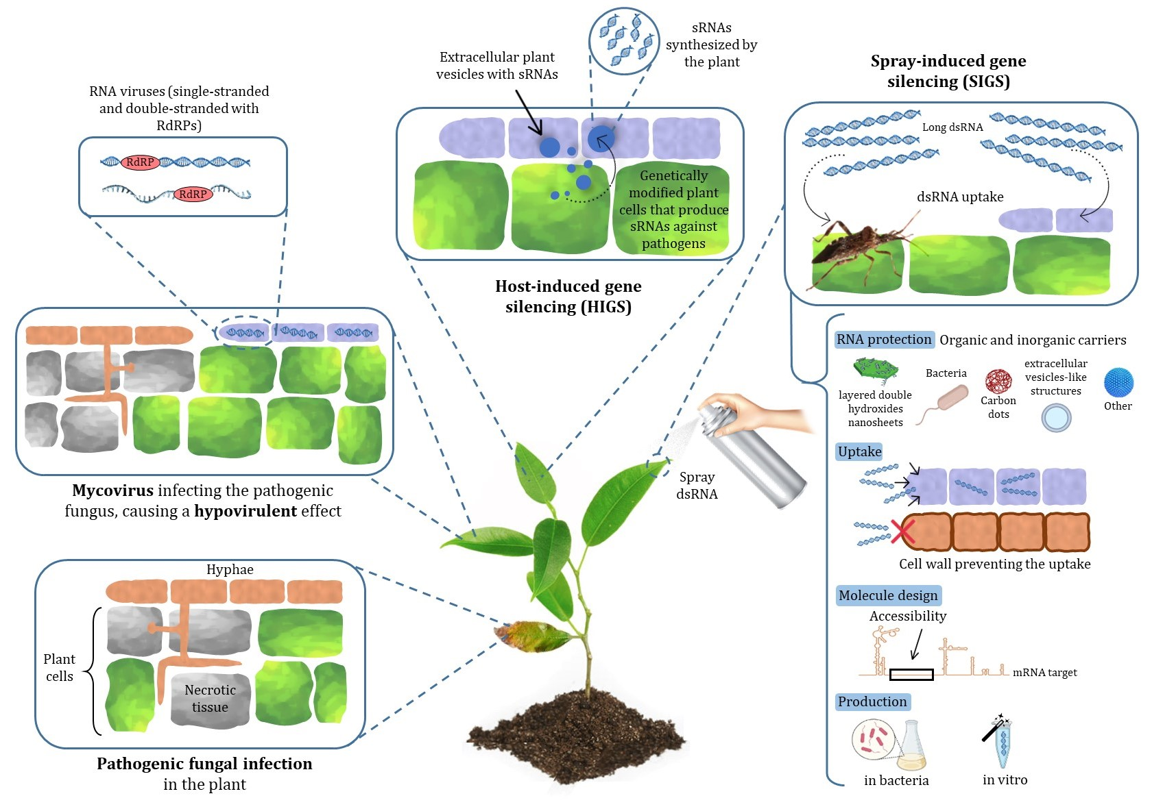 Esquema del trabajo del proyecto MSCA en el que se buscan herramientas basadas en ARNi para la protección de plantas