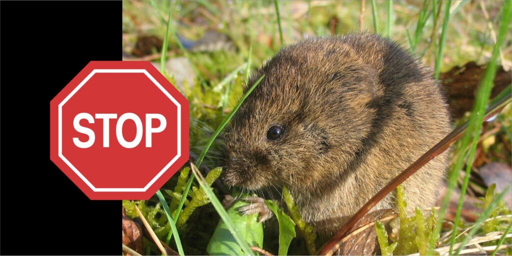 Una investigación de la Uva y el CSIC permite anticipar con un año de margen el crecimiento de las poblaciones de topillo